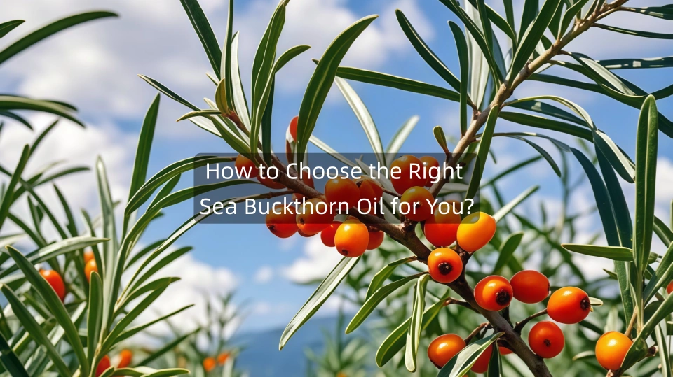 How to Choose the Right Sea Buckthorn Oil for You?